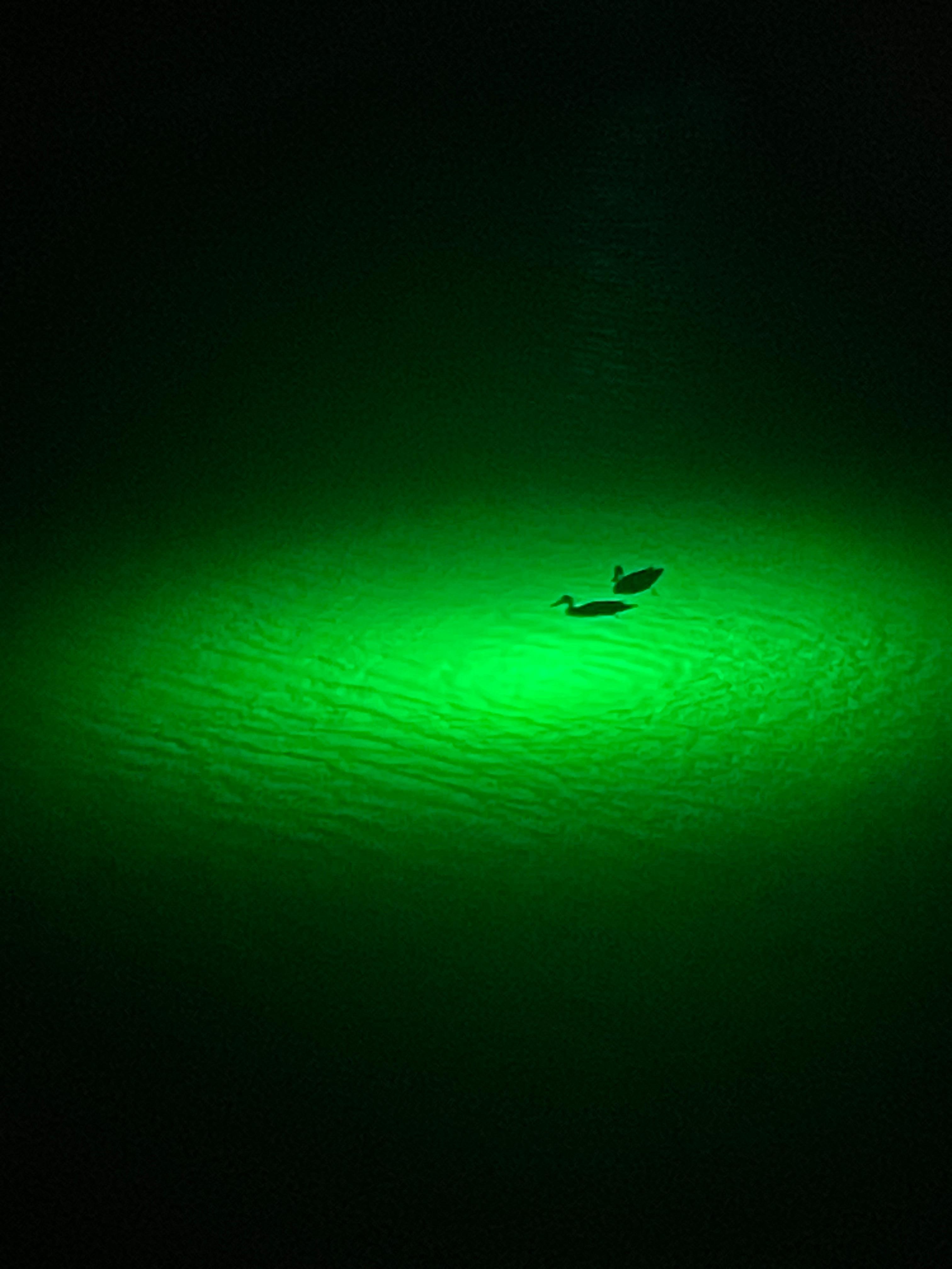 Ducks enjoying their lit dinner time 