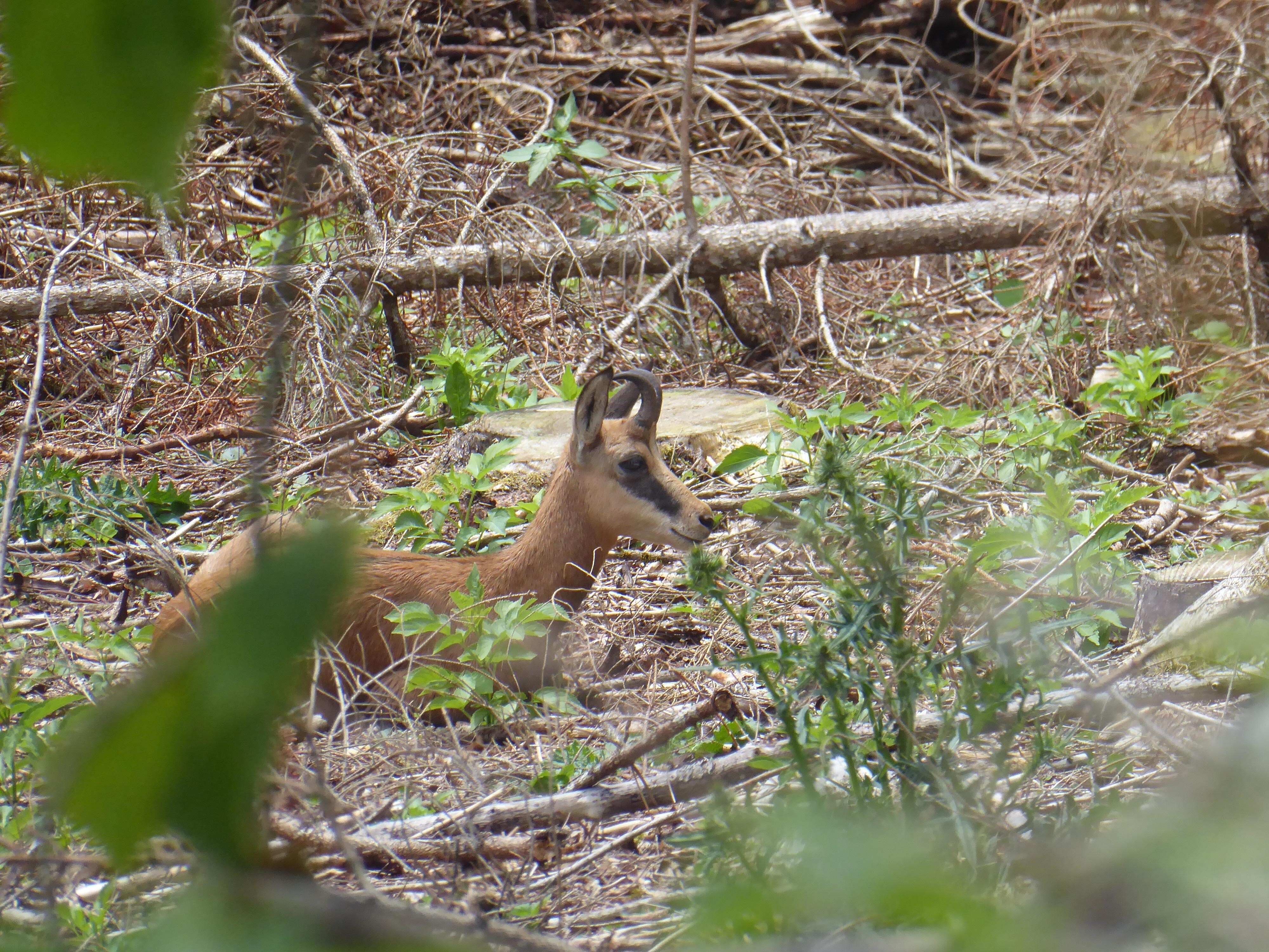Chamois observé sur le trajet pédestre qui mène du logement au saut du Doubs