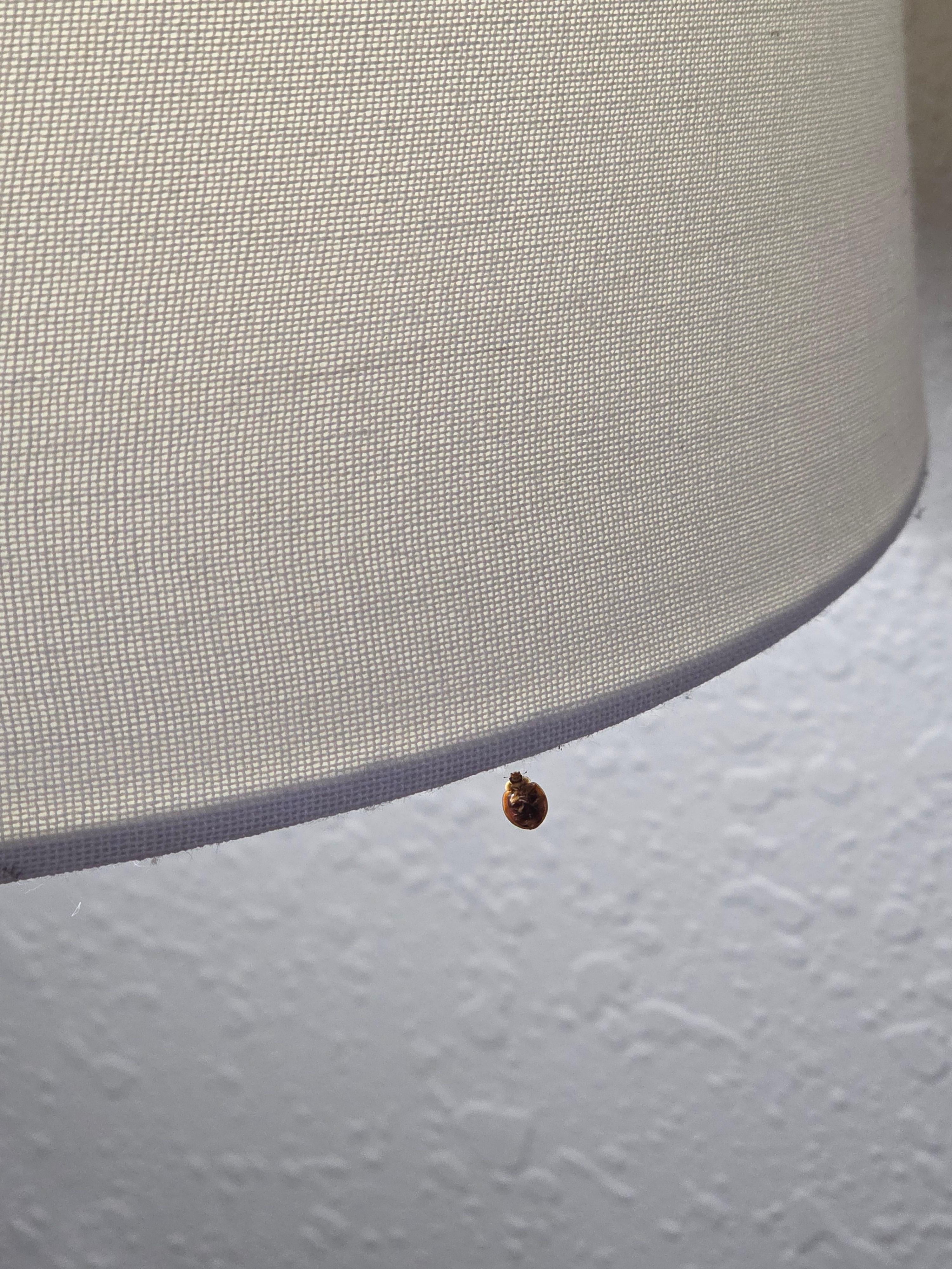 This is one hanging from the lampshade we would think a cleaning person would have seen & addressed, there were many others on the night stands and throughout the floors.  both dead and alive .