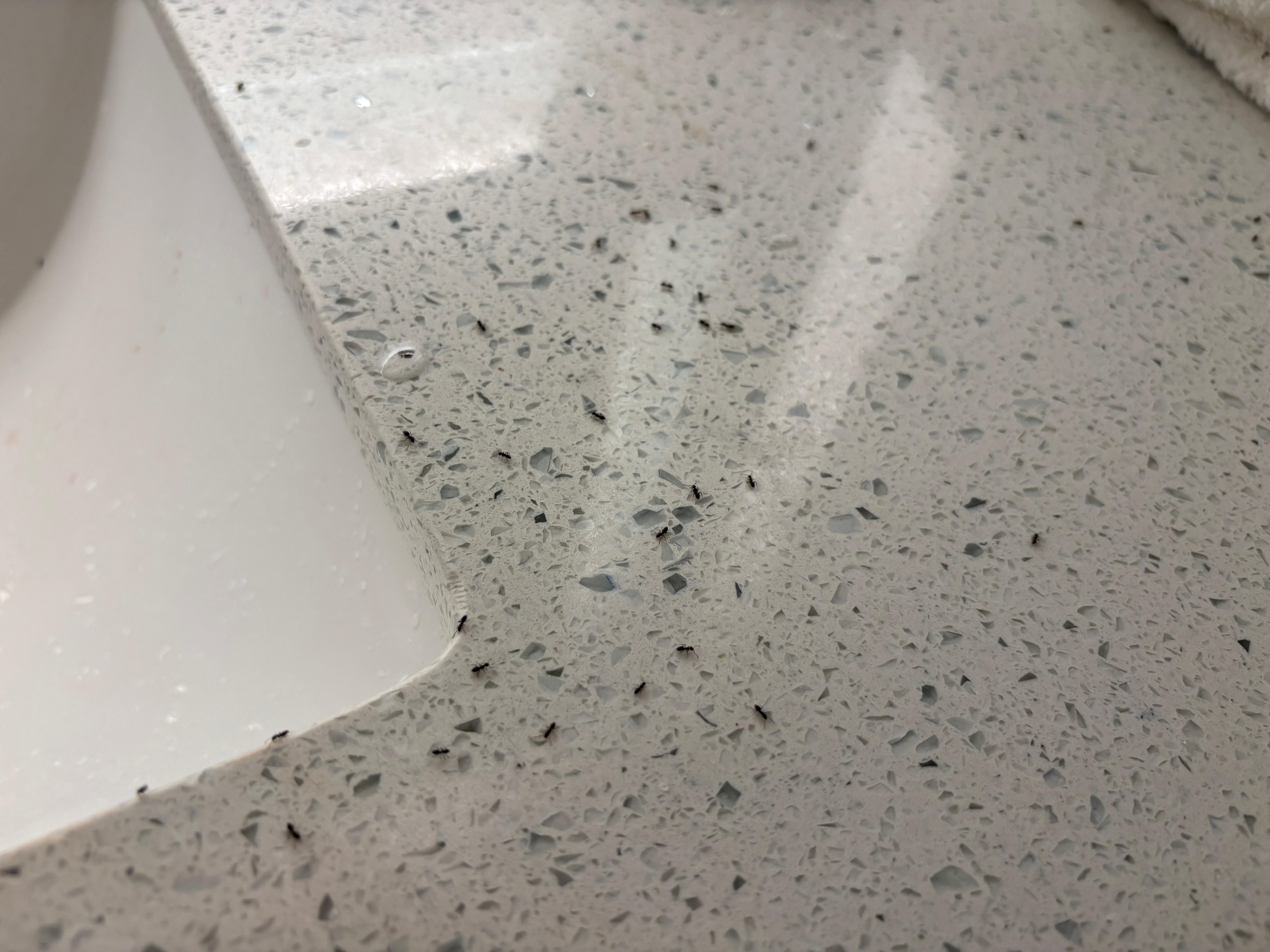 This was my bathroom sink counter. After a few drops of my soda were poured down the sink. Again covered in ants right away. This pic was taken AFTER I cleaned sink and killed as many as I could but they still kept showing up. 