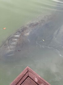 Manatee