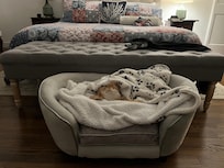 Mazie enjoyed her queen size bed…