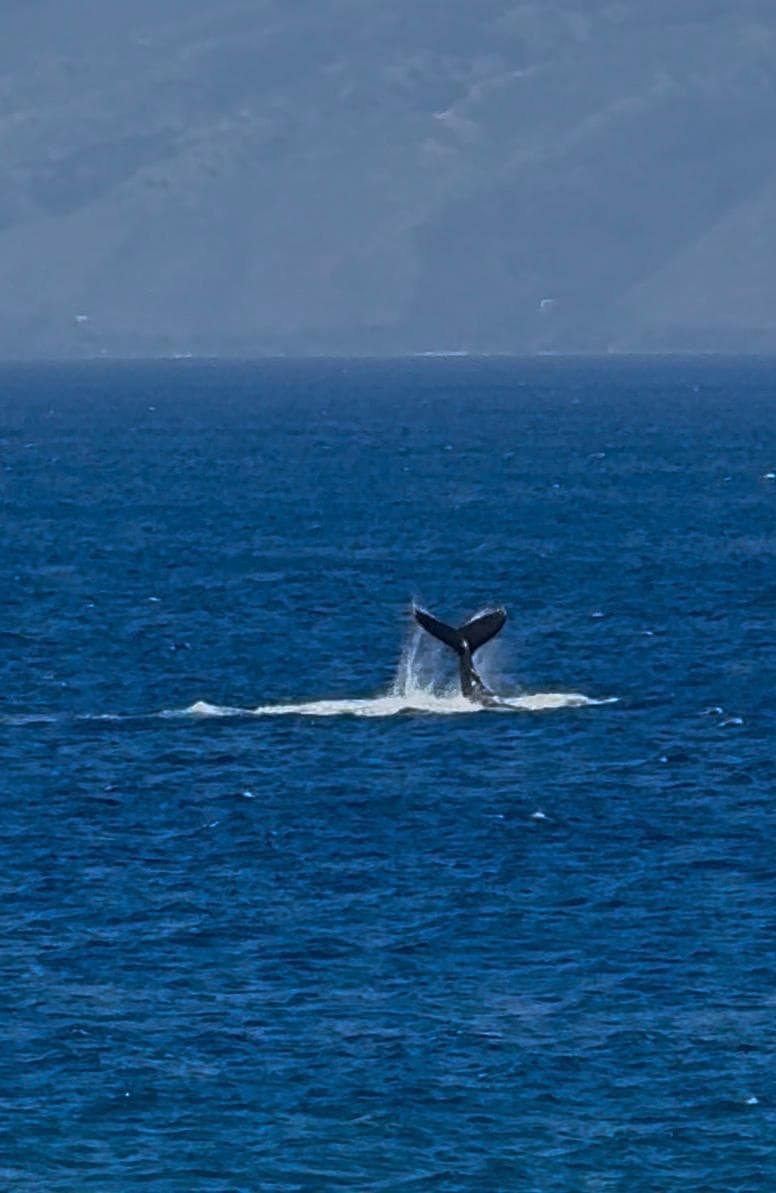 Whale splashing his tail off the coast
