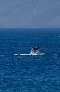 Whale splashing his tail off the coast