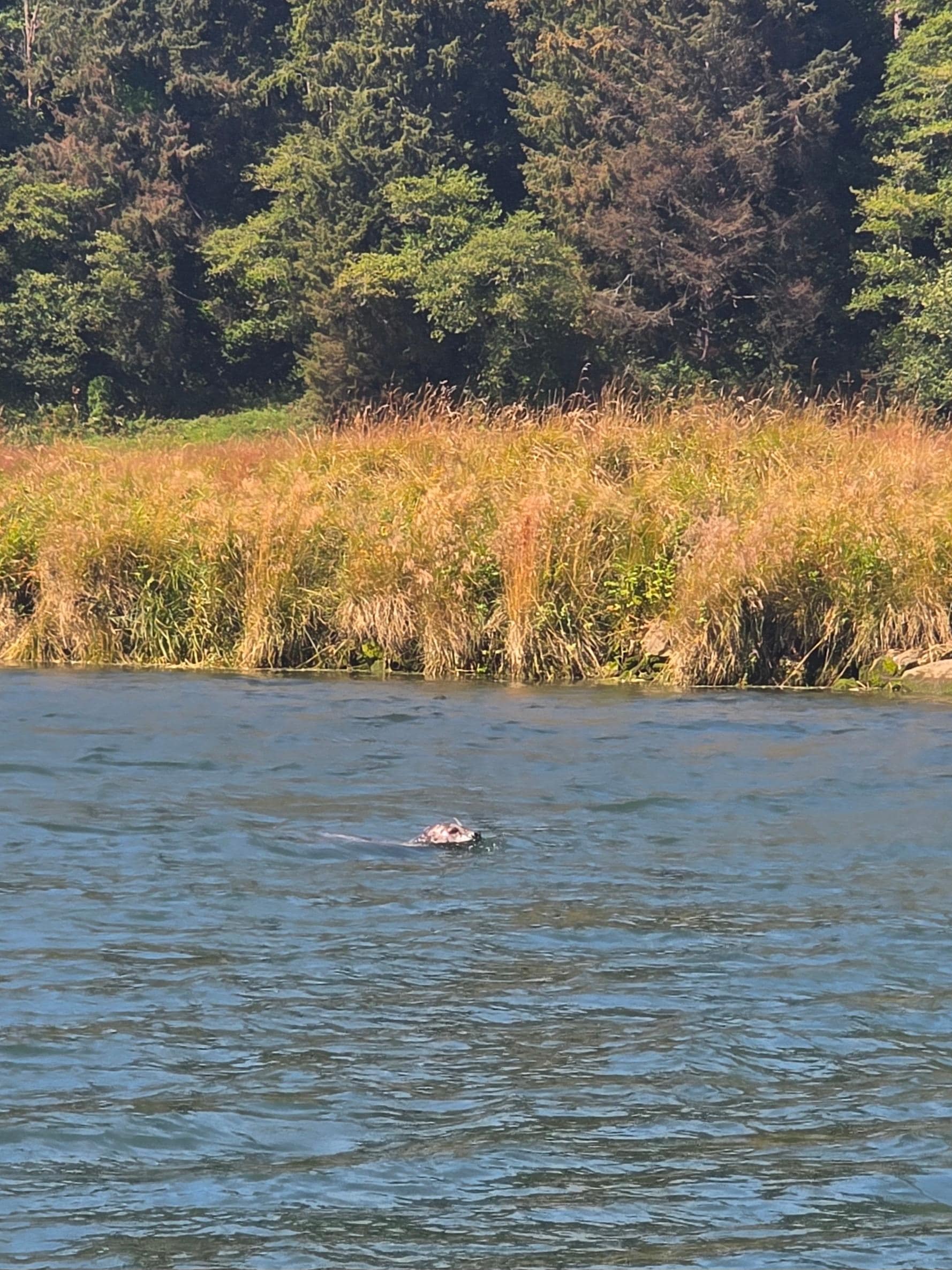 Seal spotted making it's way up river.