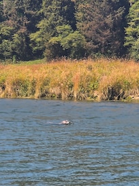 Seal spotted making it's way up river.