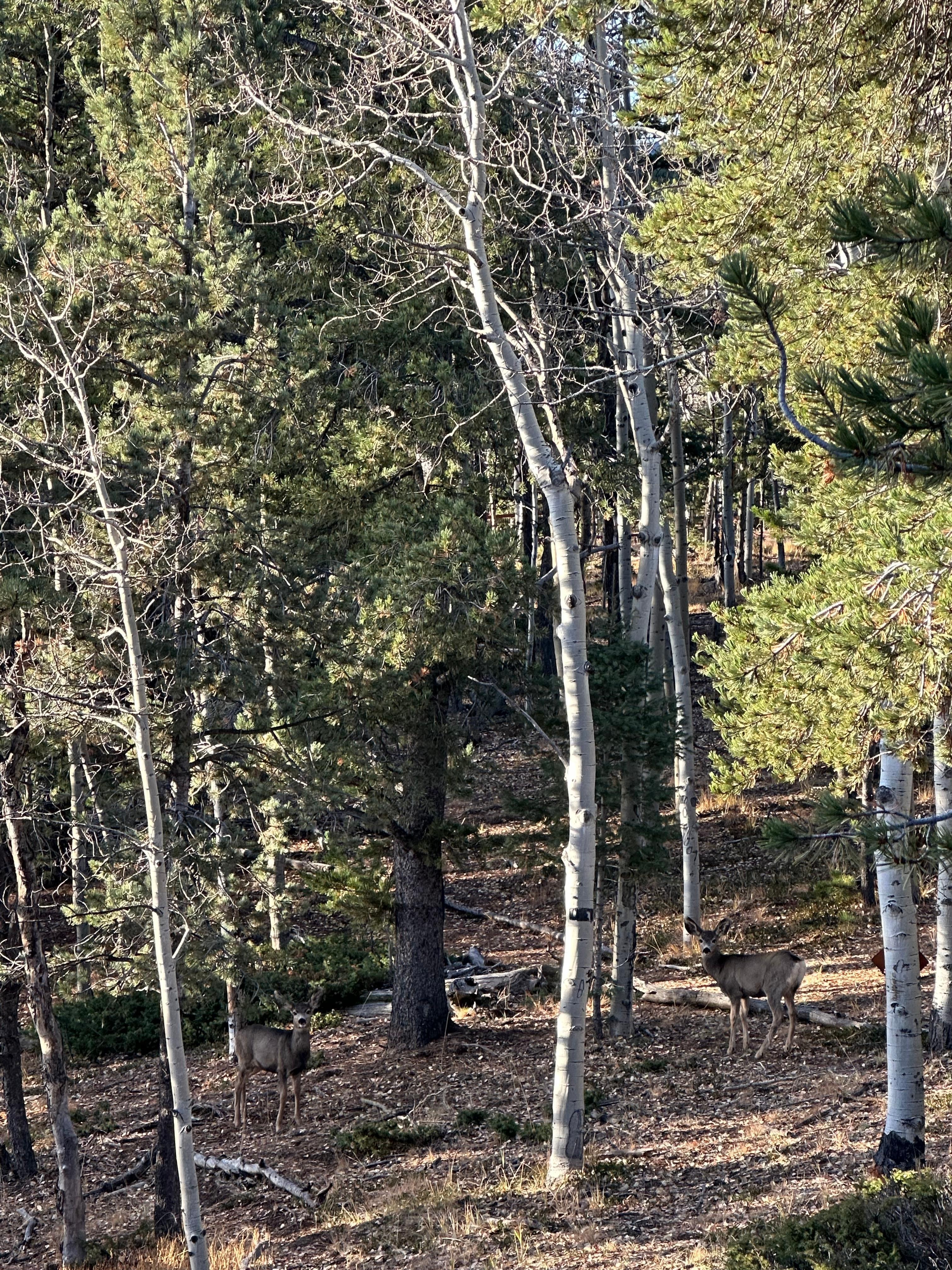 The mule deer behind cabin!