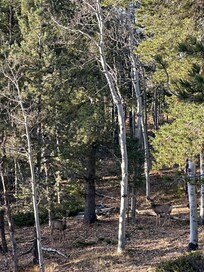 The mule deer behind cabin!