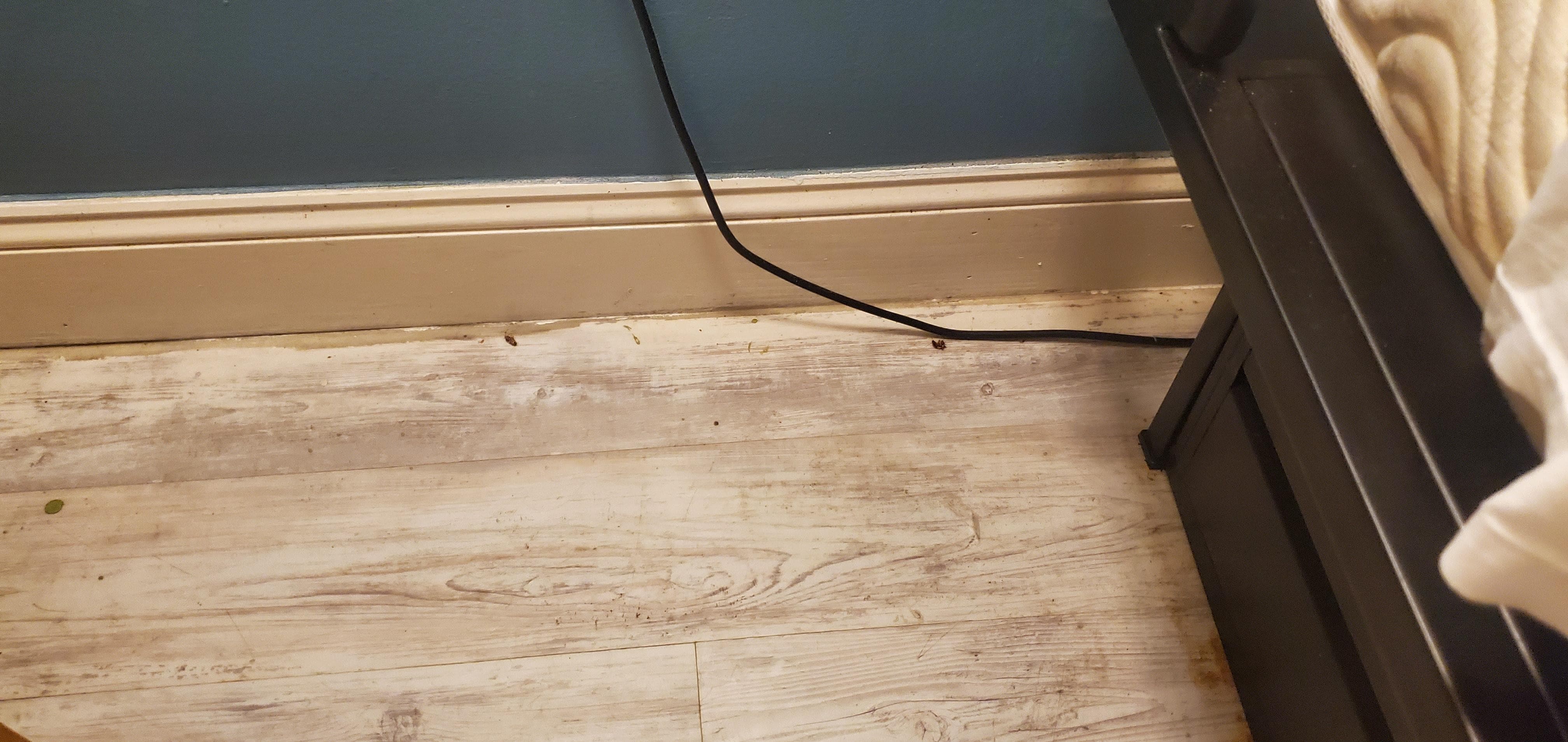 2 roaches behind the door