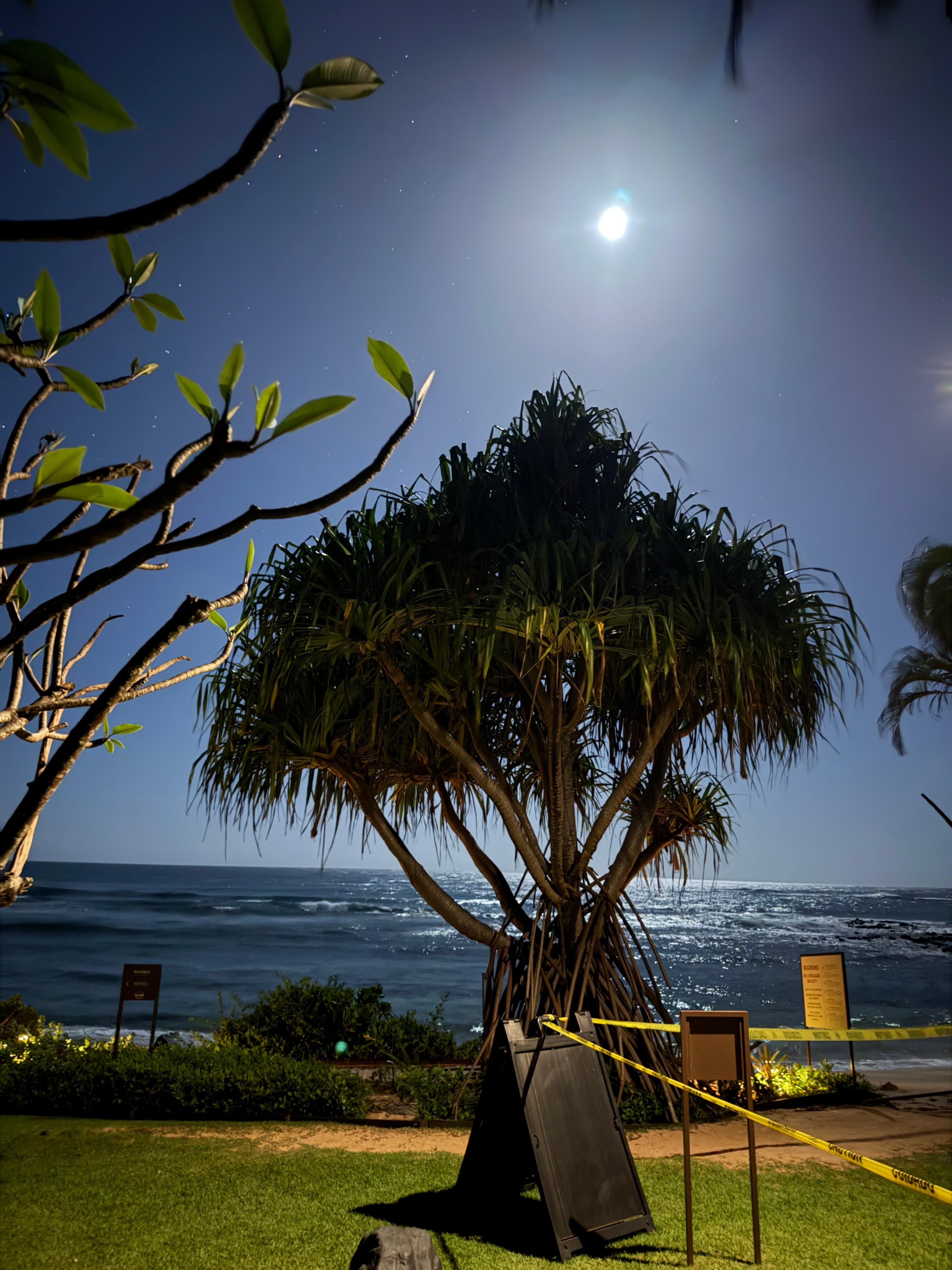 Our moonlight garden view 
