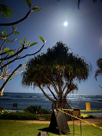 Our moonlight garden view
