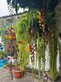 Nice flowers