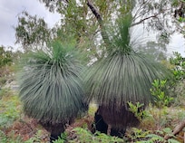 Grass trees on the main Rd