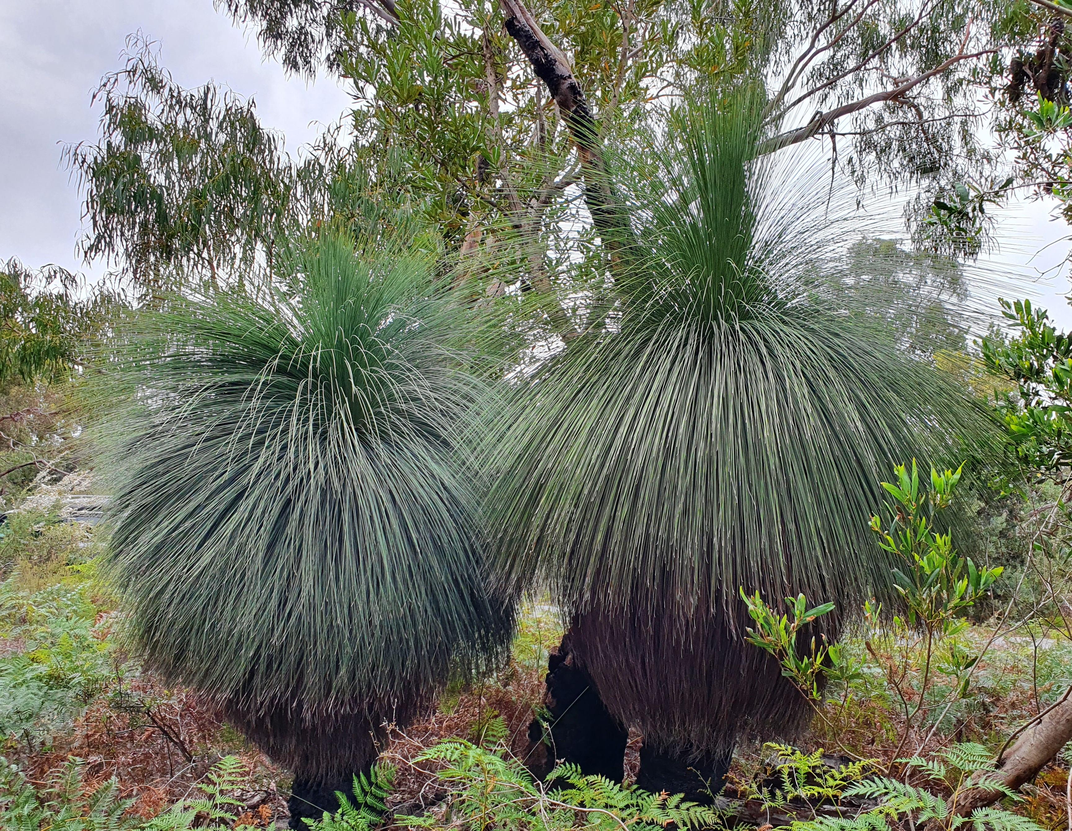 Grass trees on the main Rd