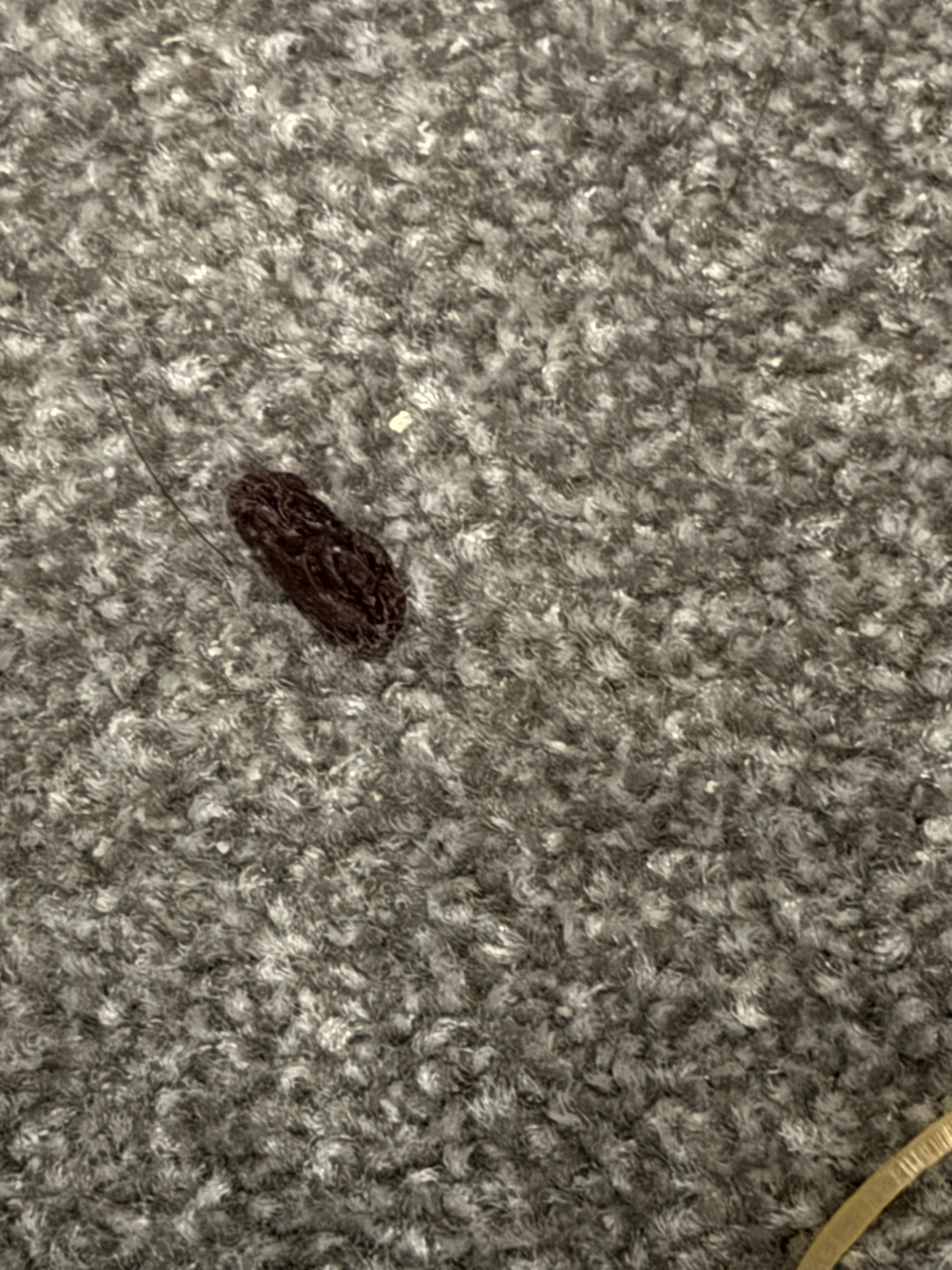 raisin On the carpet 