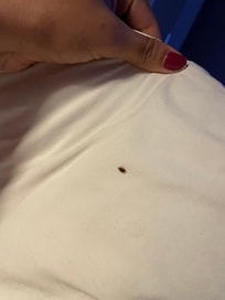 Outro bicho no travesseiro