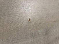 Hole on Wall.