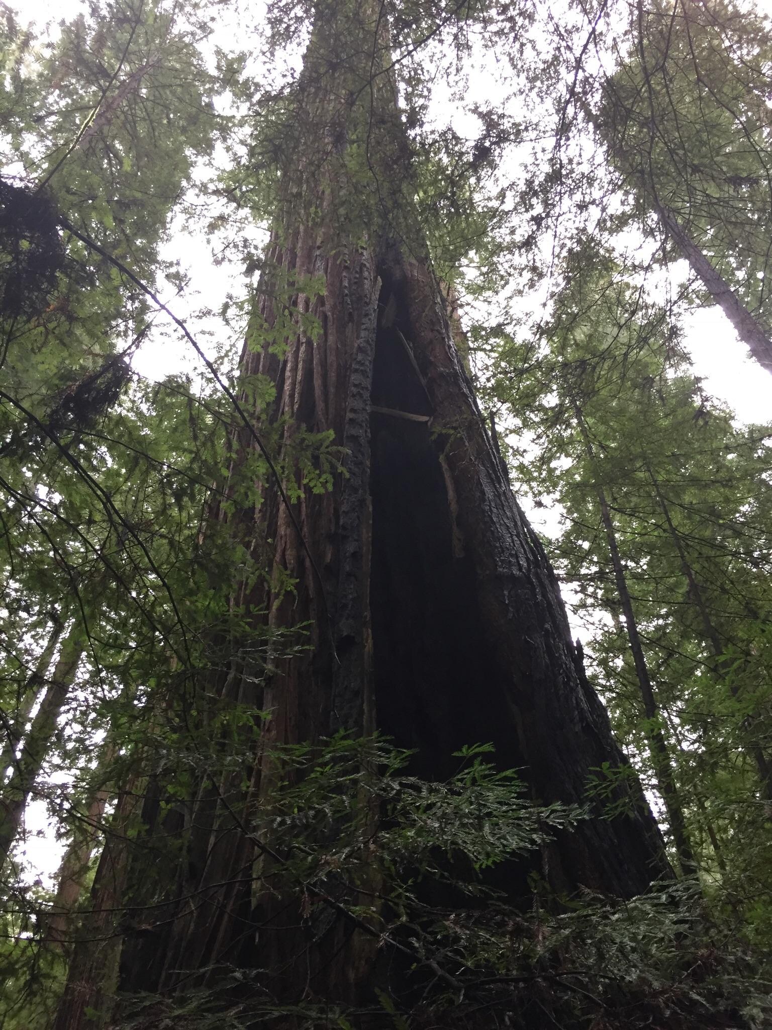 Redwoods along the Avenue of the Giants.