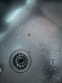 Dead cockroach in the sink.