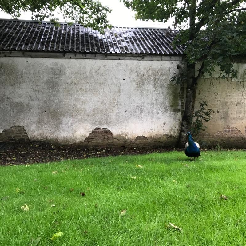 Peacock