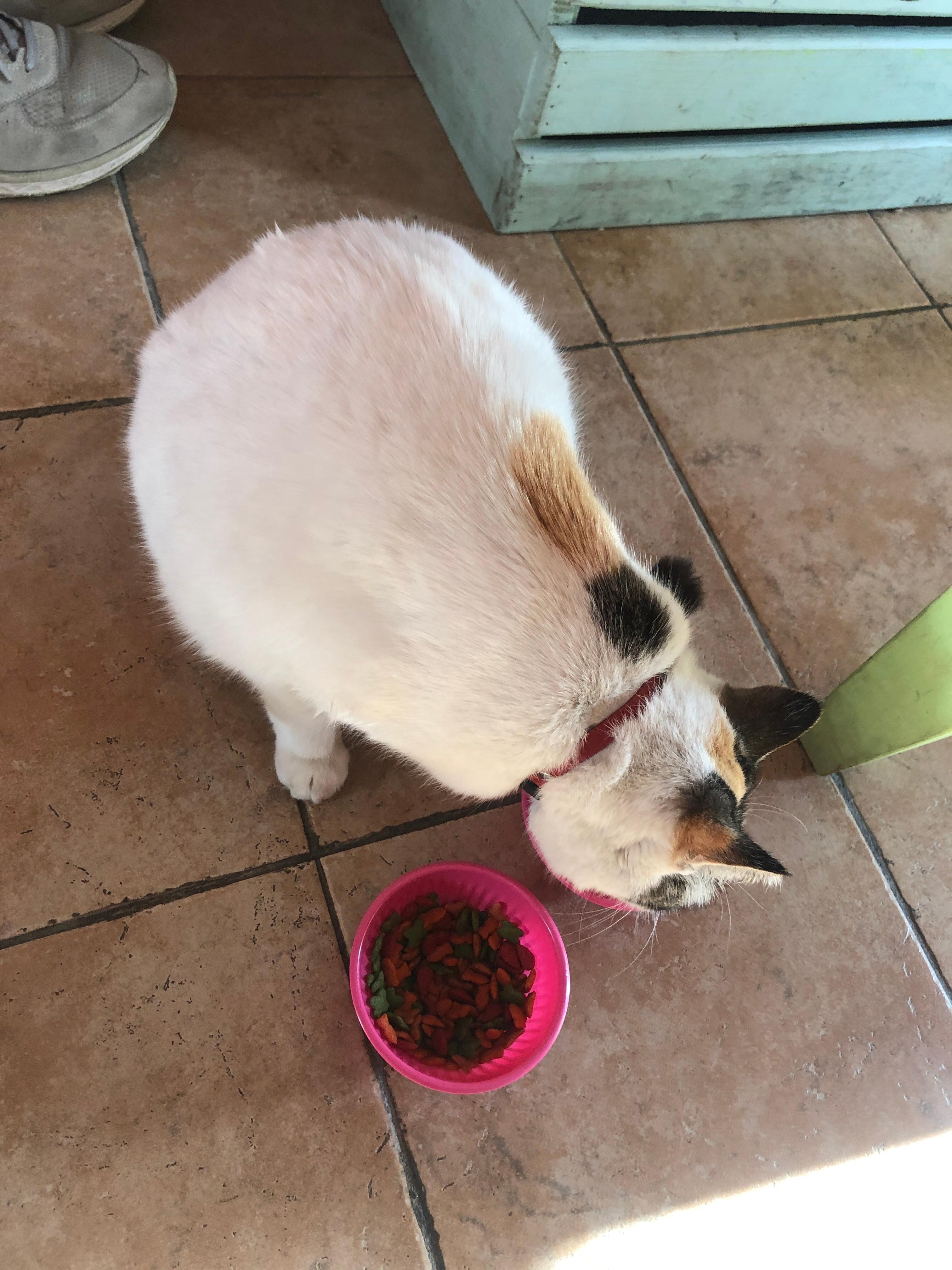 小花貓晚上會來房間