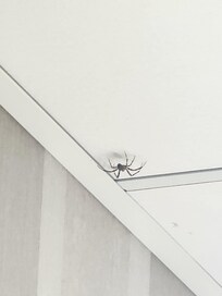 spider on ceiling