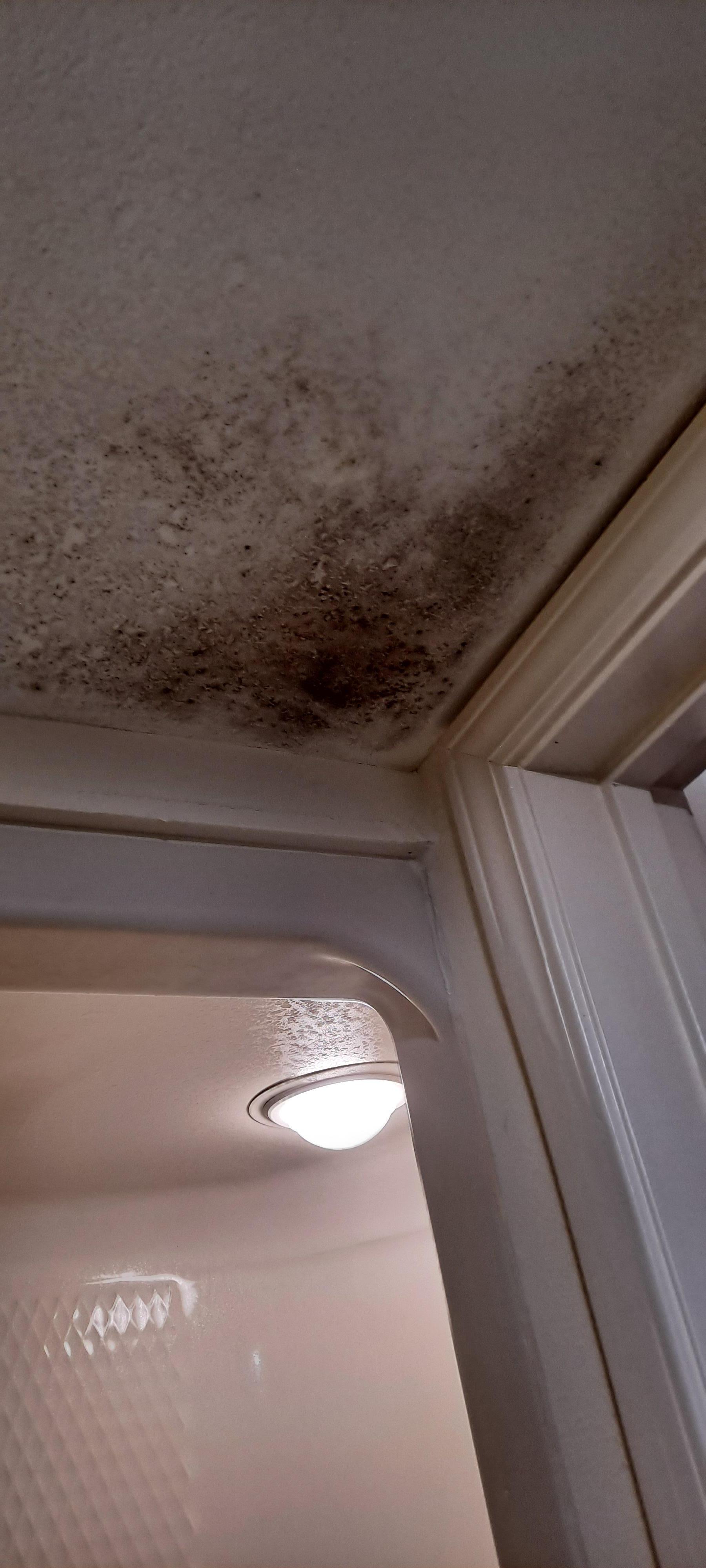 mold