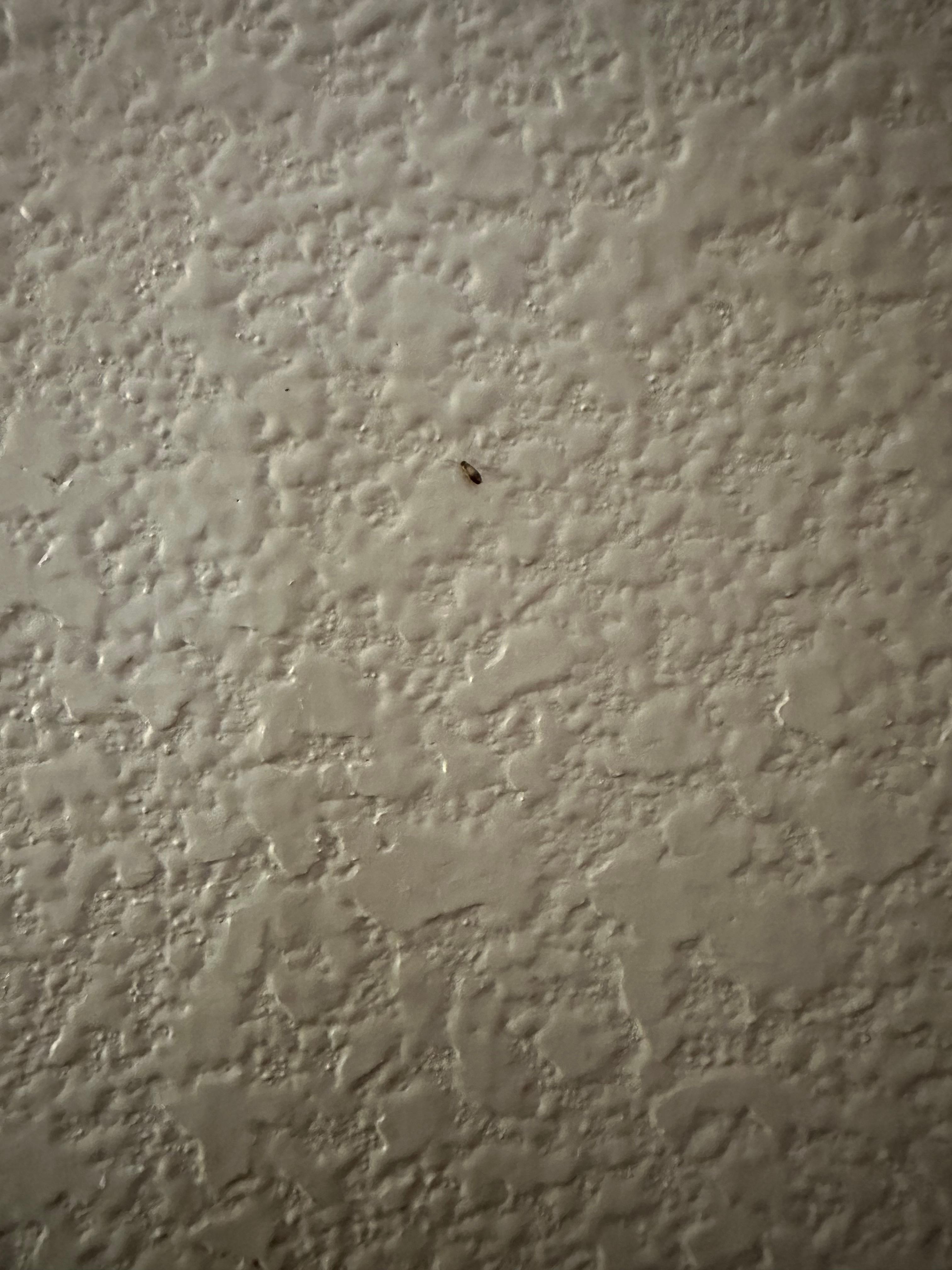 Tiny cockroaches all over the walls