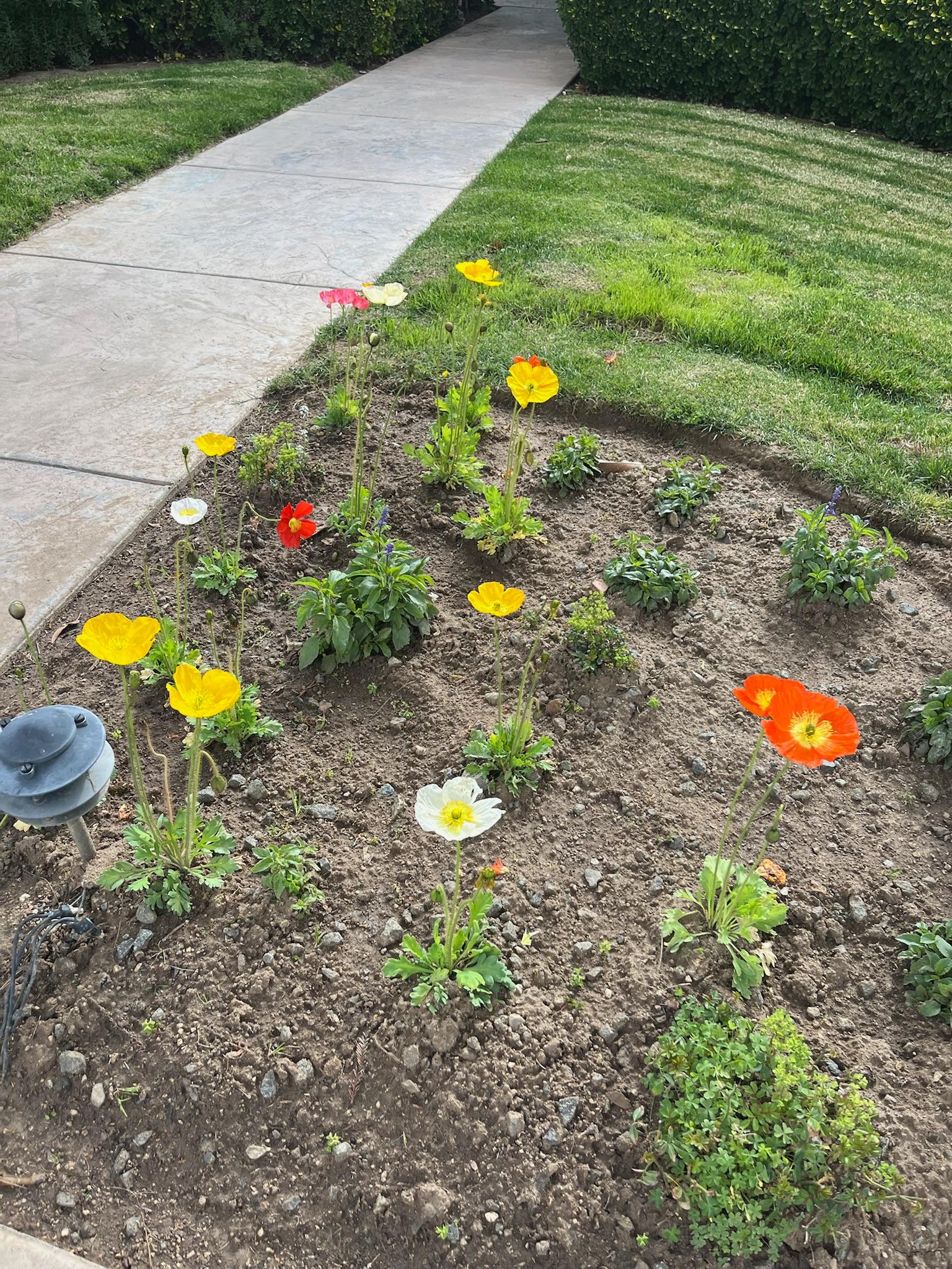 Each villa had different flowers and overall landscaping. Beautiful.