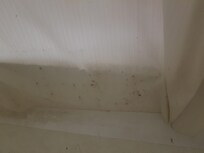 Stock - und Schimmelflecken im Duschvorhang