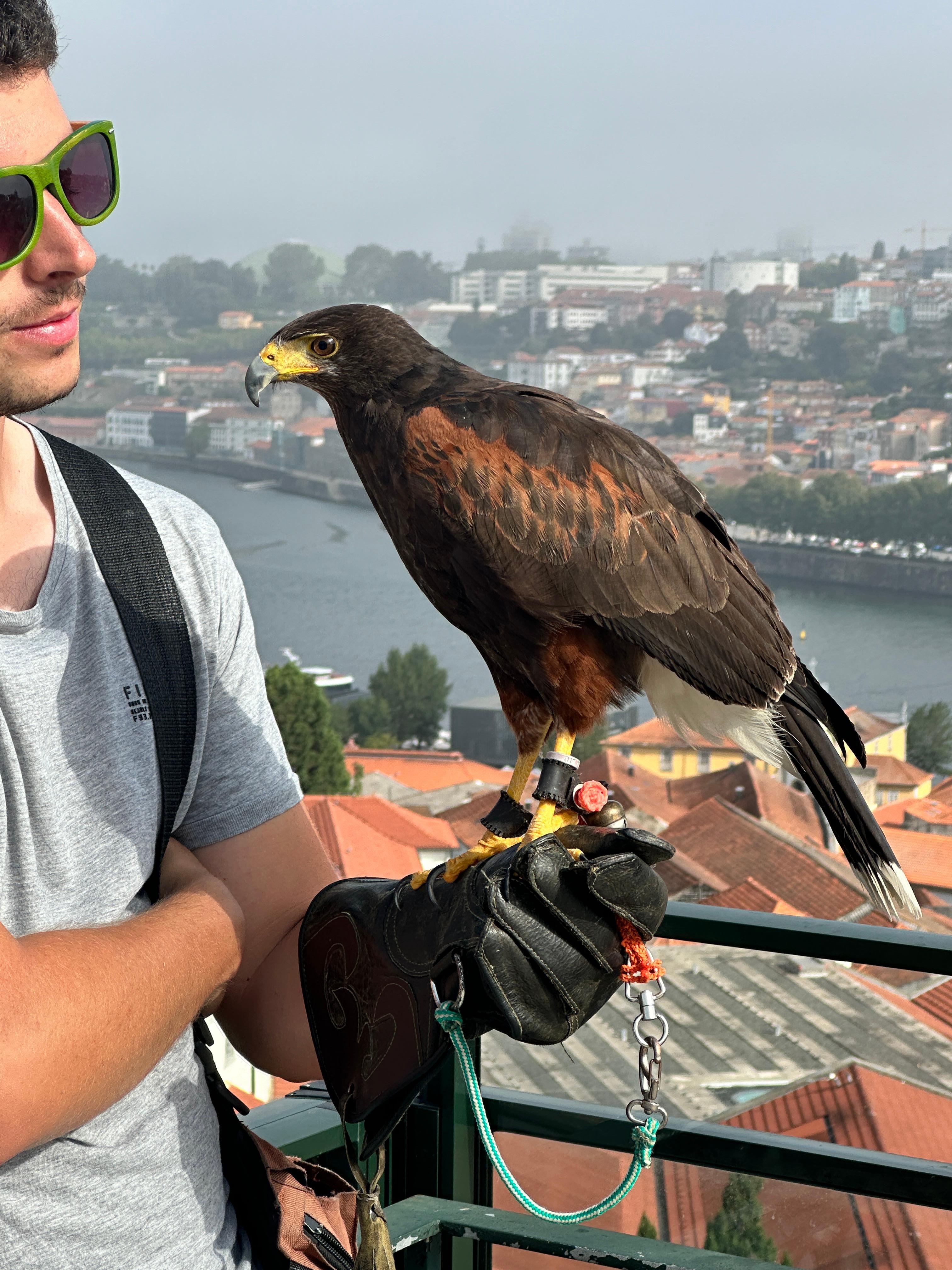 Raptors to control seagulls and pigeons 