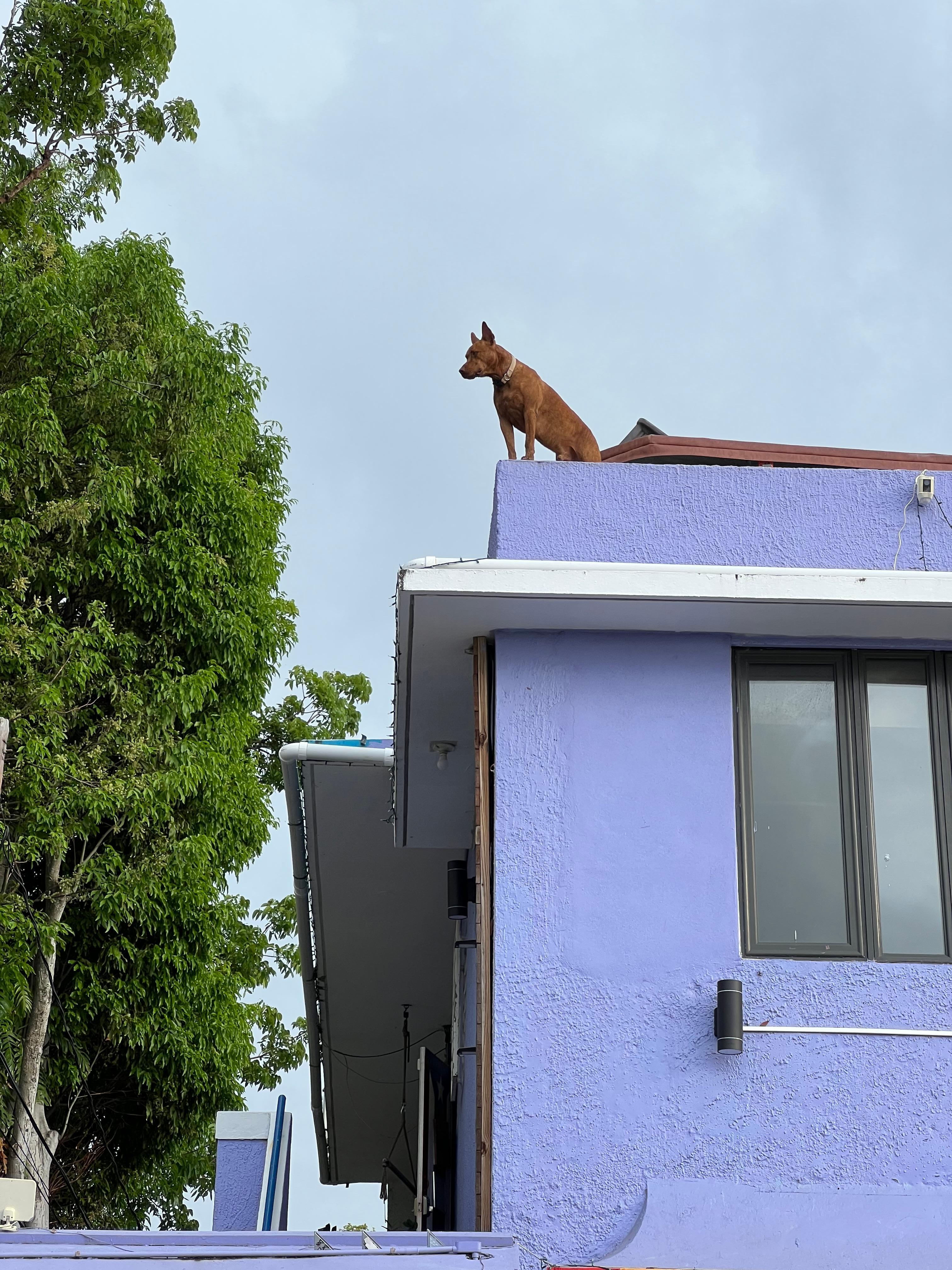 Coqui the dog on the roof