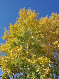 Morning Aspen Leaves