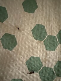 Cigarette burns in bedding