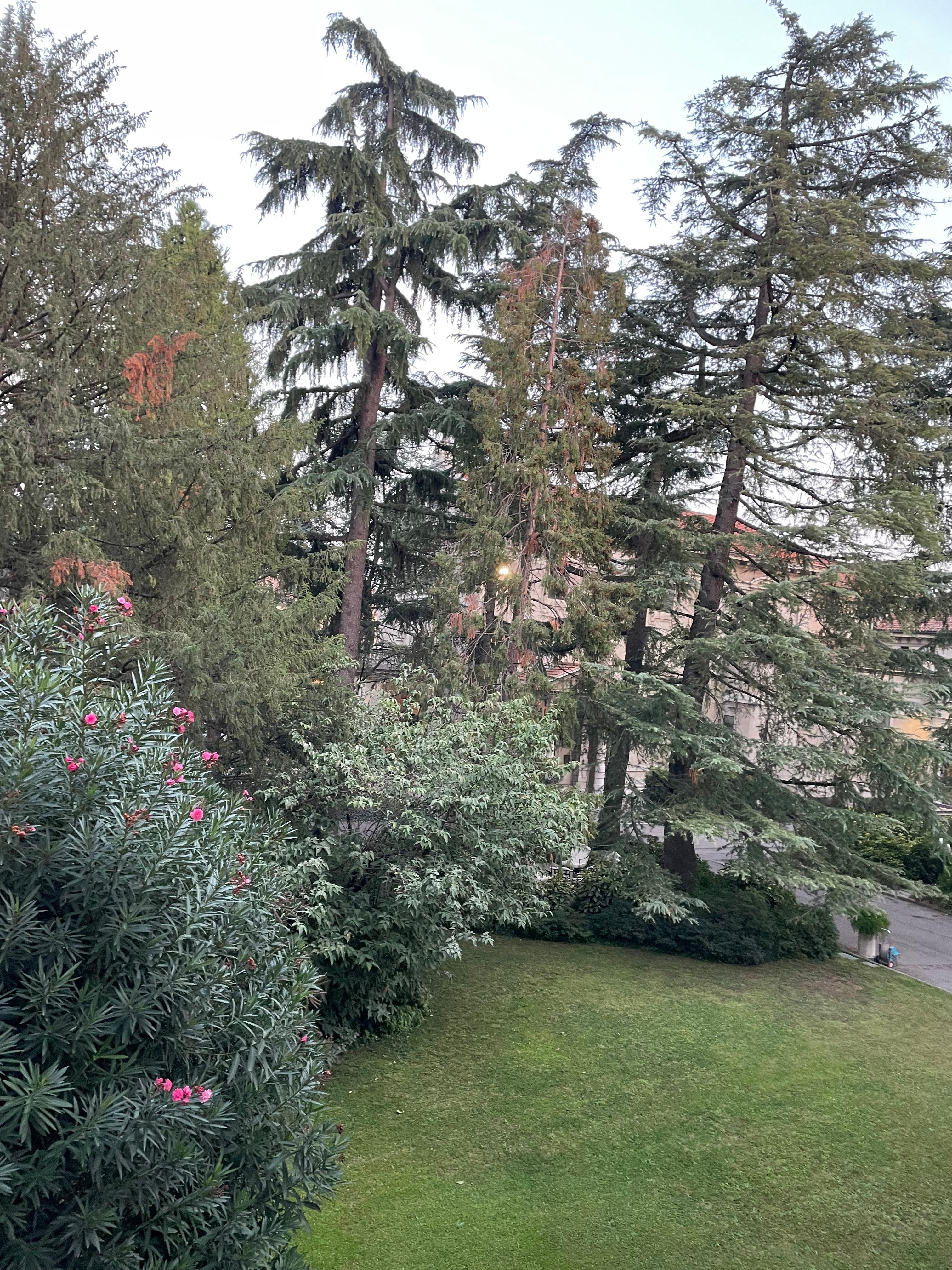 The landscaping outside of the hotel.
