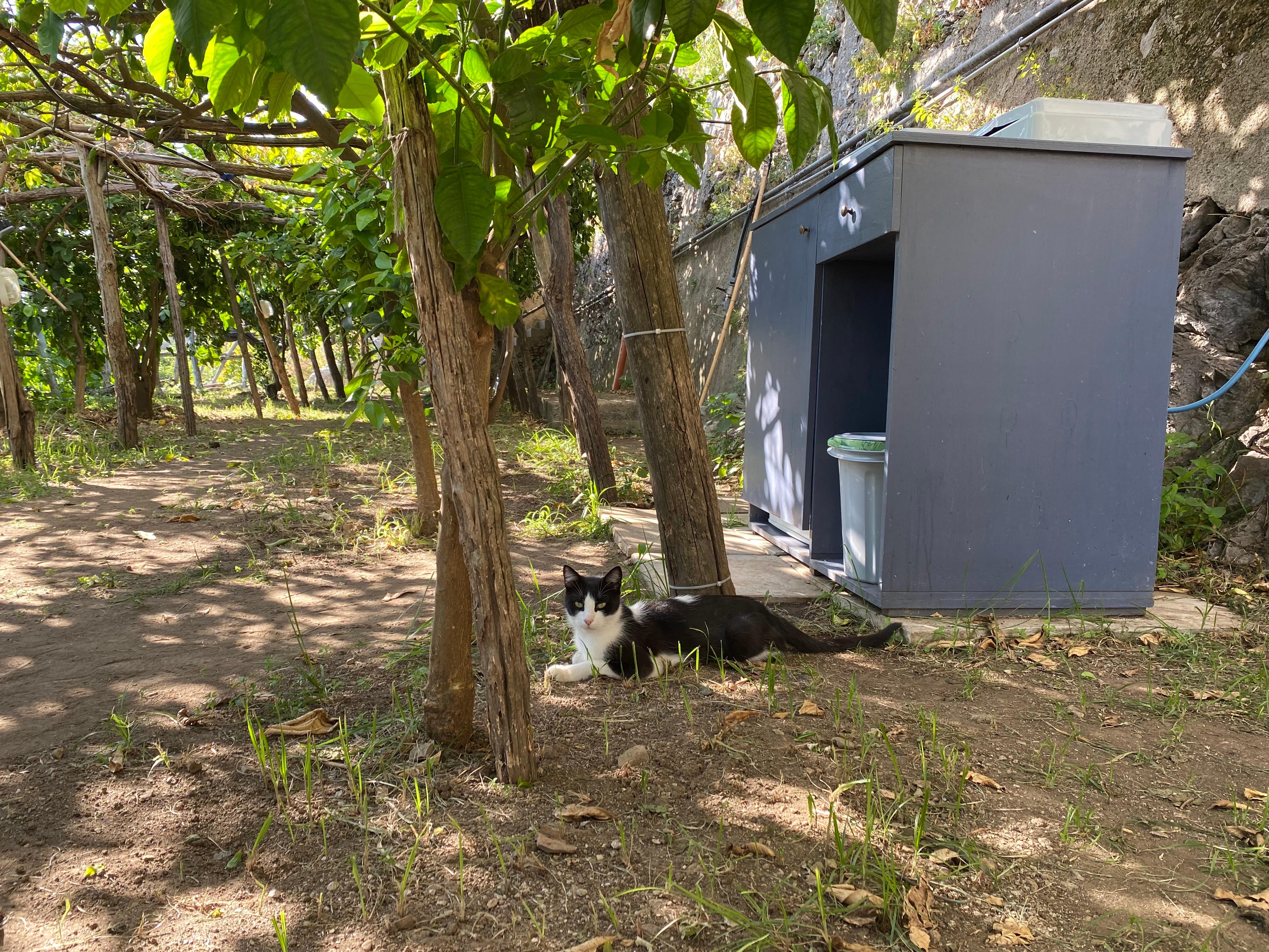 Es gibt ein paar Katzen, mit denen man sich den Platz teilen muss.