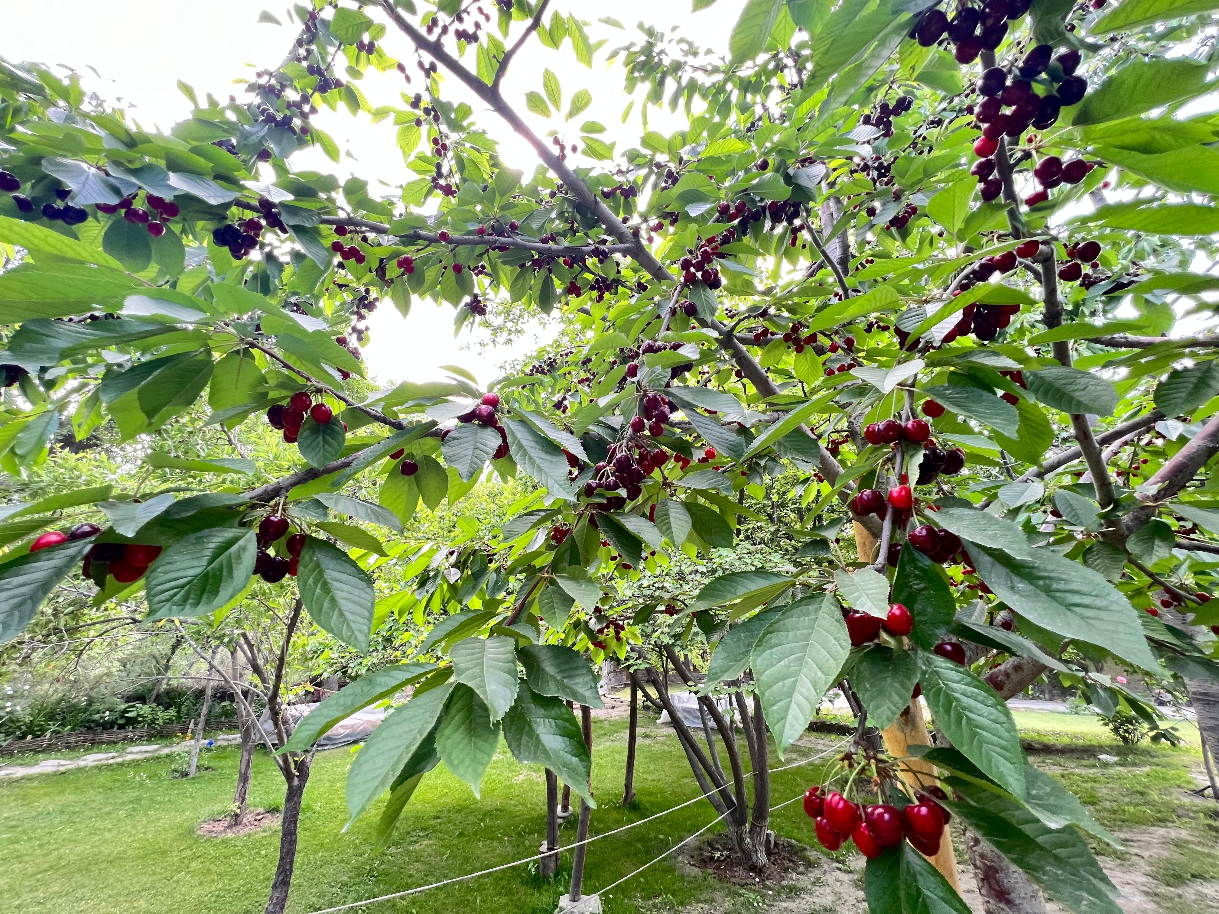 Cherry Garden inside hotel 