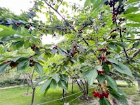 Cherry Garden inside hotel