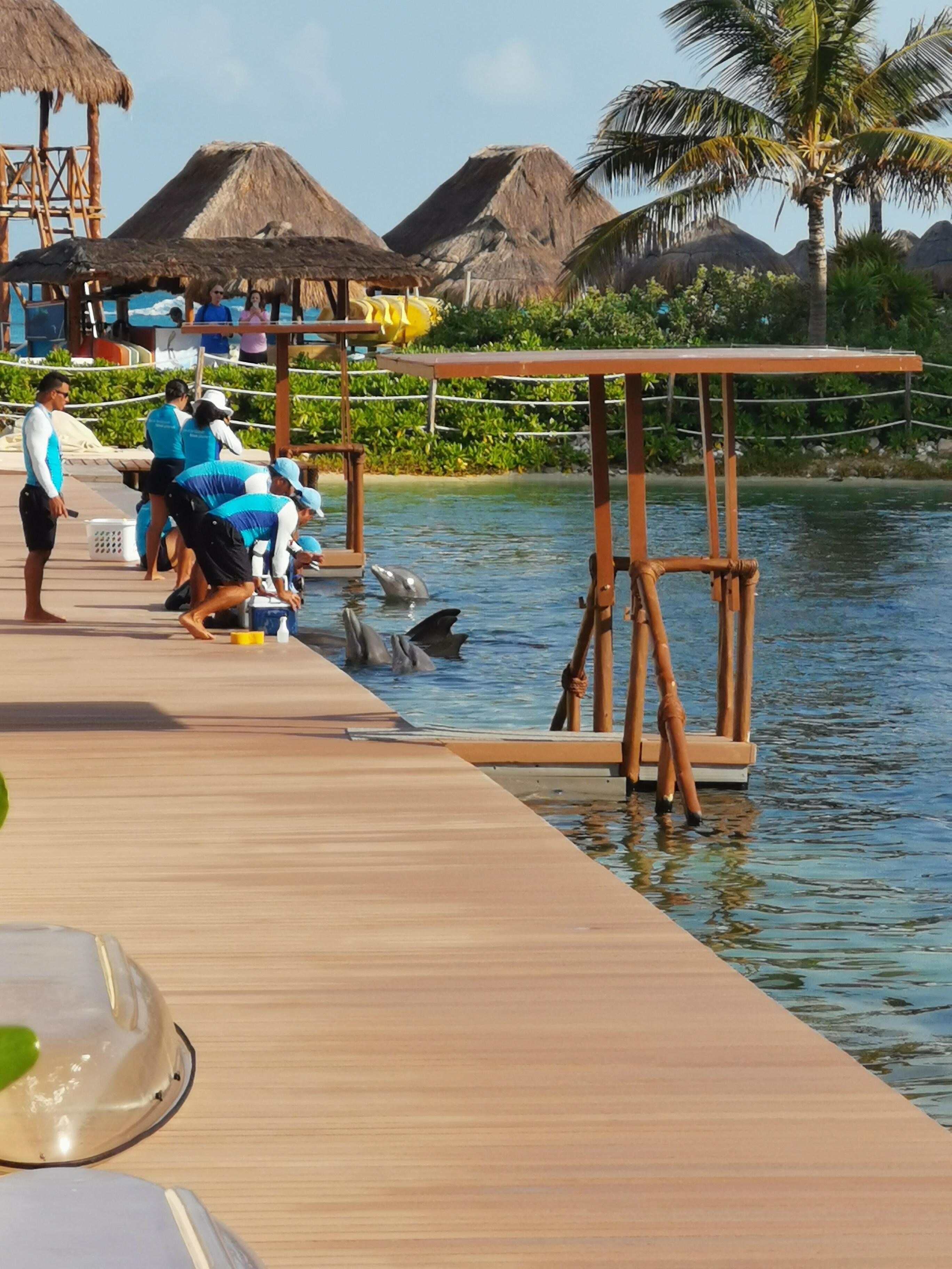 4 dolphins kept in a small pool in the hotel area. Not very nice... 