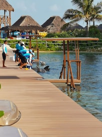 4 dolphins kept in a small pool in the hotel area. Not very nice...