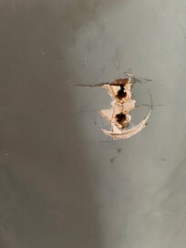 Holes in bathroom walls