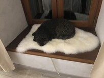 Even the dog found a nice sleeping place.
