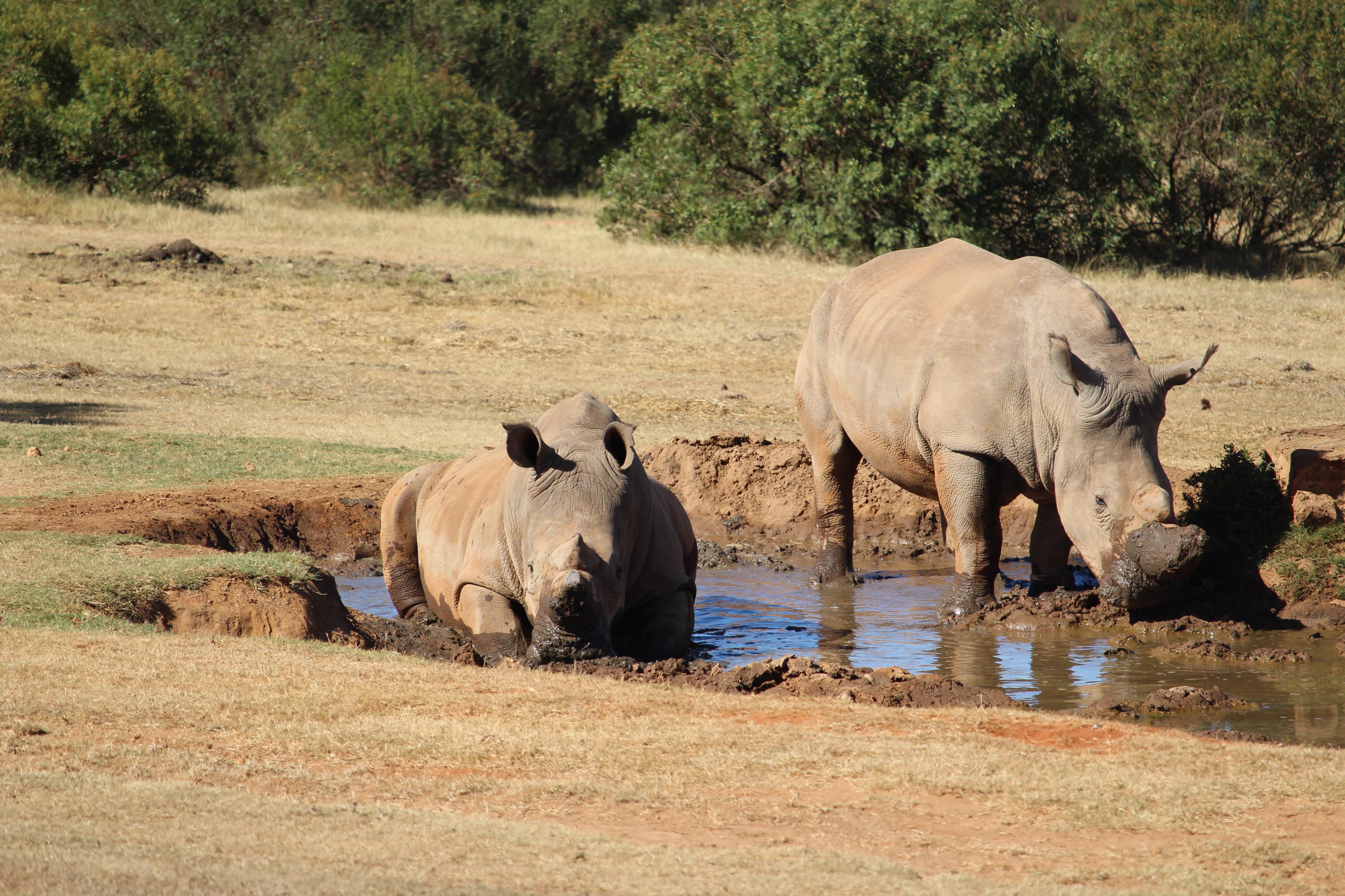 Waterhole activity