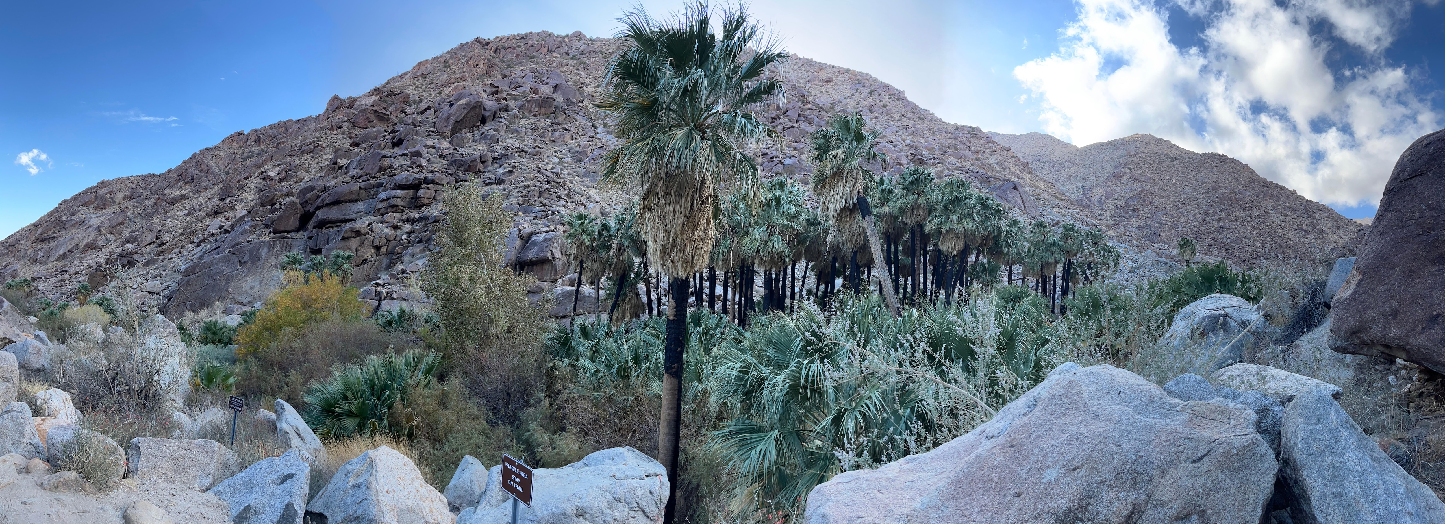 Palm Canyon hike