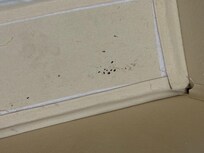 Mouse droppings in the laundry basket in the closet