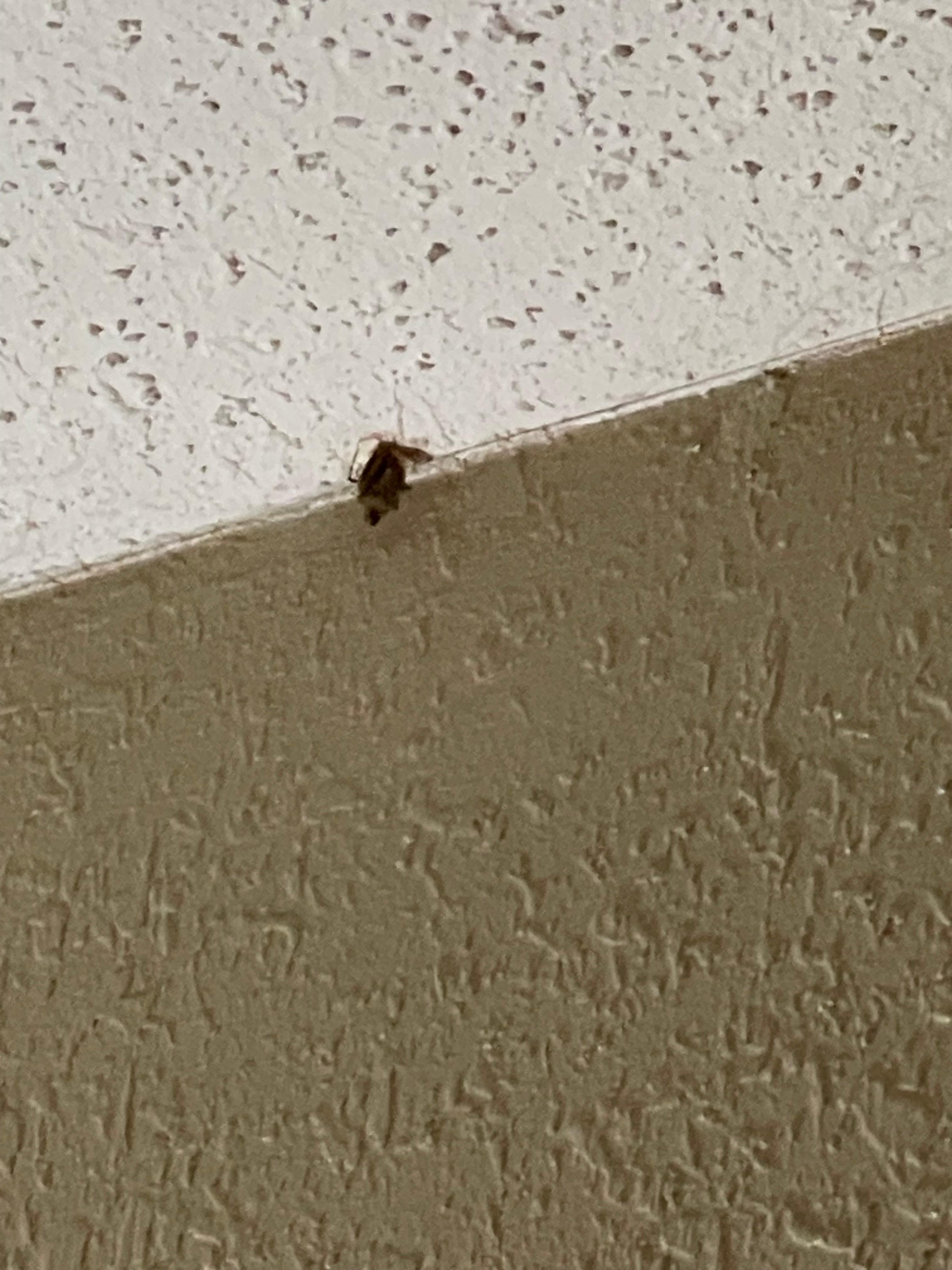 Dead bug hanging from ceiling in room