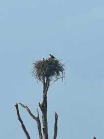 Saw a nice Heron nest on a nature trail