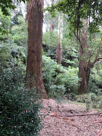 A walk in the forest