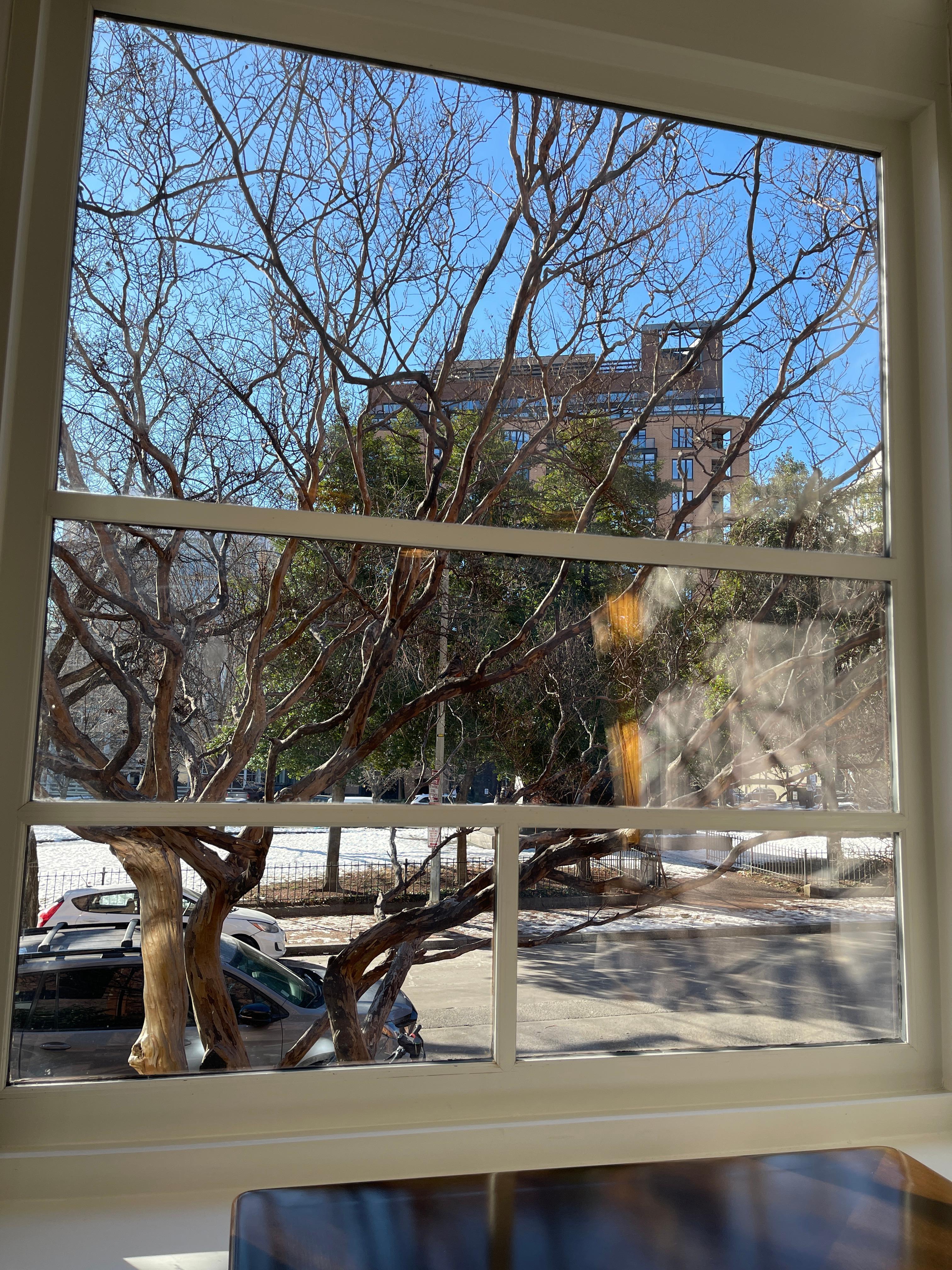 Sitting in the front parlor window with morning tea, looking at winter robins in a tree. 