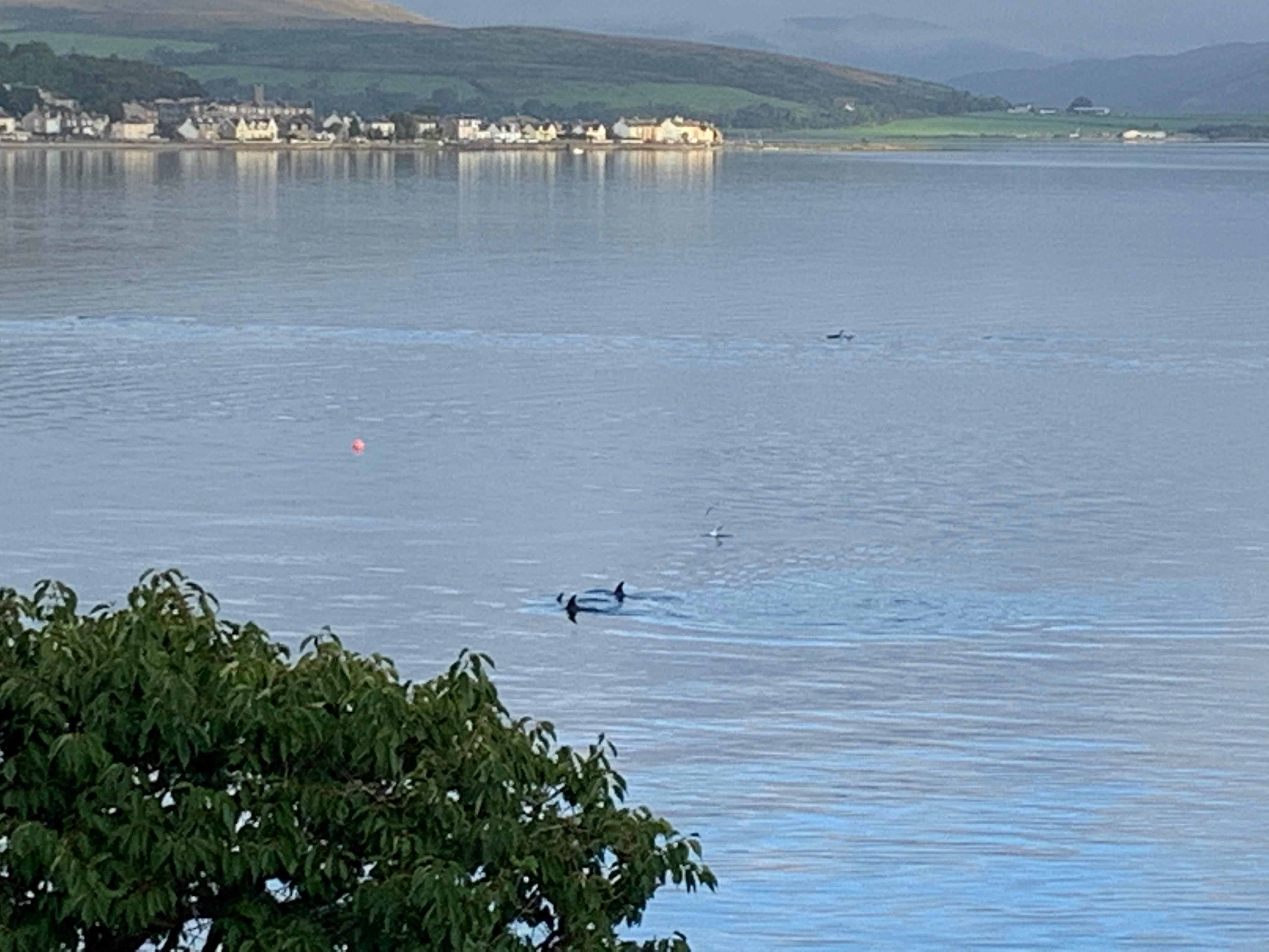 Dolphins swimming by 